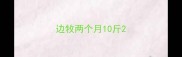 边牧两个月10斤