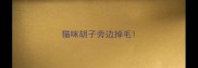 猫咪胡子旁边掉毛