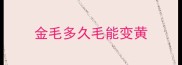 金毛多久毛能变黄