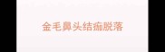 金毛鼻头结痂脱落