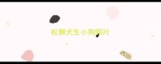 松狮犬生小狗照片