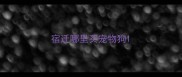 宿迁哪里买宠物狗