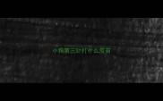小狗第三针打什么疫苗
