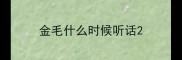金毛什么时候听话