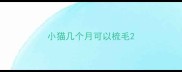 小猫几个月可以梳毛