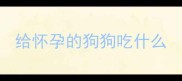 给怀孕的狗狗吃什么