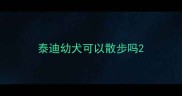 泰迪幼犬可以散步吗