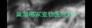 巢湖哪家宠物医院好