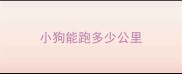 小狗能跑多少公里