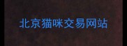 北京猫咪交易网站