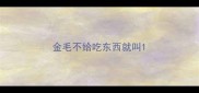 金毛不给吃东西就叫