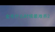 金毛什么时候最难养