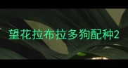 望花拉布拉多狗配种