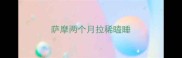 萨摩两个月拉稀瞌睡