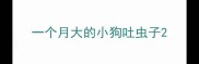 一个月大的小狗吐虫子