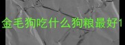 金毛狗吃什么狗粮最好