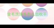 金毛洗澡毛怎么出吹干