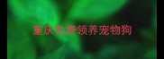 重庆免费领养宠物狗