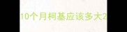 10个月柯基应该多大