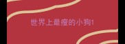 世界上最瘦的小狗