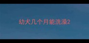 幼犬几个月能洗澡