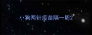 小狗两针疫苗隔一周