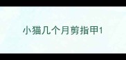 小猫几个月剪指甲