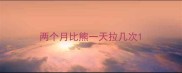 两个月比熊一天拉几次