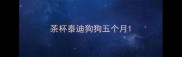 茶杯泰迪狗狗五个月