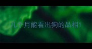 几个月能看出狗的品相