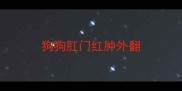 狗狗肛门红肿外翻