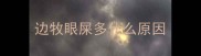 边牧眼屎多什么原因