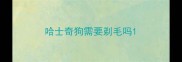 哈士奇狗需要剃毛吗