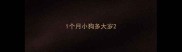 1个月小狗多大岁