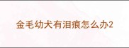 金毛幼犬有泪痕怎么办