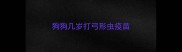 狗狗几岁打弓形虫疫苗