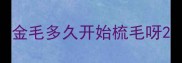 金毛多久开始梳毛呀