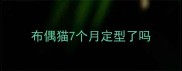 布偶猫7个月定型了吗