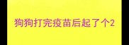 狗狗打完疫苗后起了个