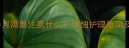 猫咪怀孕一个半月需要注意什么详细护理指南及常见问题解答