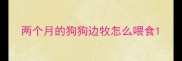 两个月的狗狗边牧怎么喂食