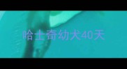 哈士奇幼犬40天