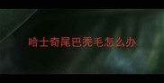 哈士奇尾巴秃毛怎么办