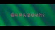 猫咪鼻头湿哒哒的