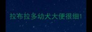 拉布拉多幼犬大便很细