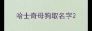 哈士奇母狗取名字