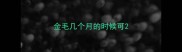 金毛几个月的时候可