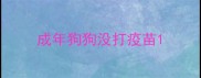 成年狗狗没打疫苗