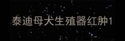 泰迪母犬生殖器红肿