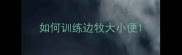 如何训练边牧大小便